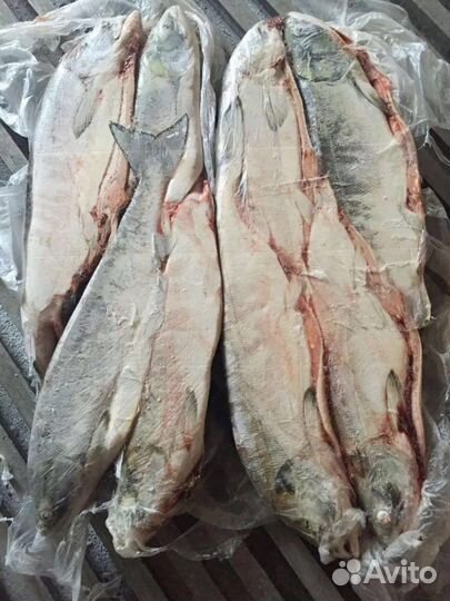 Кета Опт псг от 20 кг