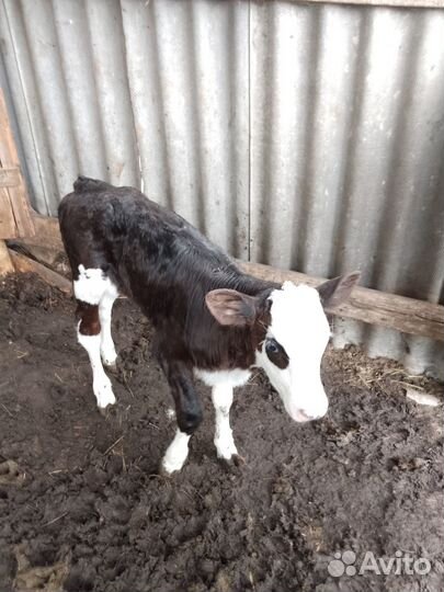 Тёлочка и бычок