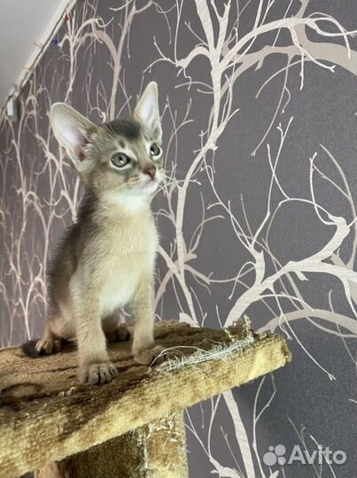 Абиссинский кот голубого окраса