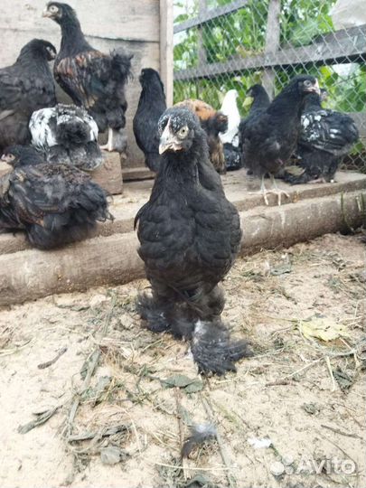 Куры и петухи Кохинхин, Глюнлегер