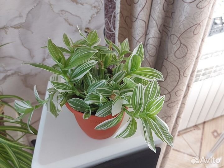 Традесканция