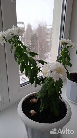 Укорененные черенки хризантемы махровой