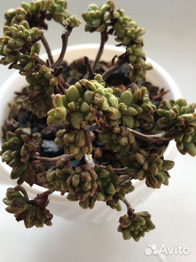 Aeonium sedifolium