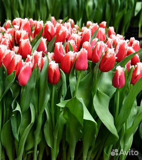 Луковицы тюльпанов