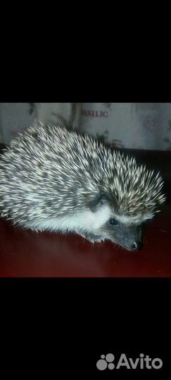 Передержка мелких животных