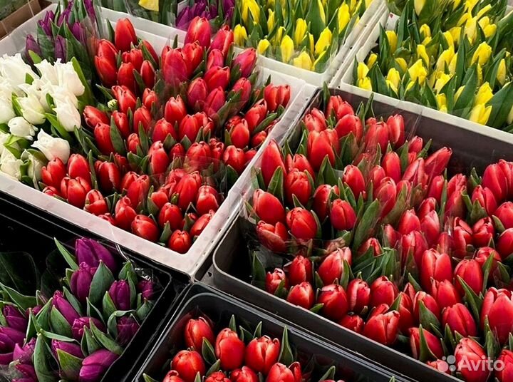 Тюльпаны оптом собственное производство