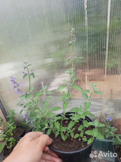 Котовник фассена