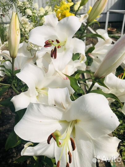 Многолетние цветы для сада