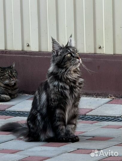 Мейн Кун на вязку (девочка)