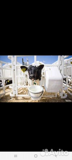 Быки и Телки