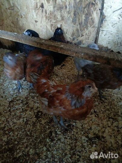 Цыплята амераукана