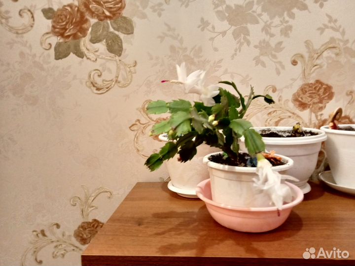 Комнатные цветы