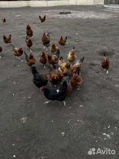 Яйцо куриное