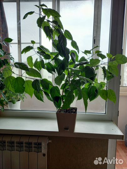 Китайская домашняя роза. Декабрист