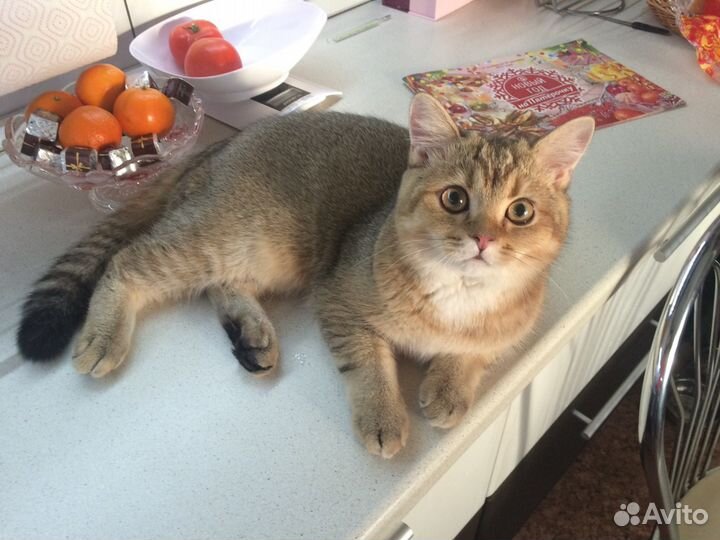 Вязка золотой Шотландский страйт