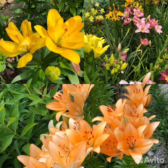 Многолетние растения