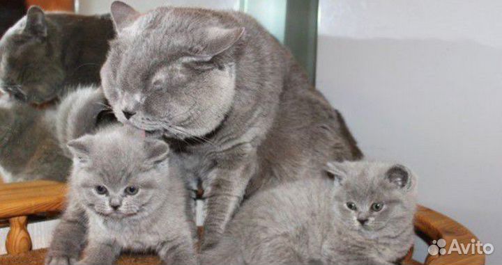 Шотландские голубые и черные котята