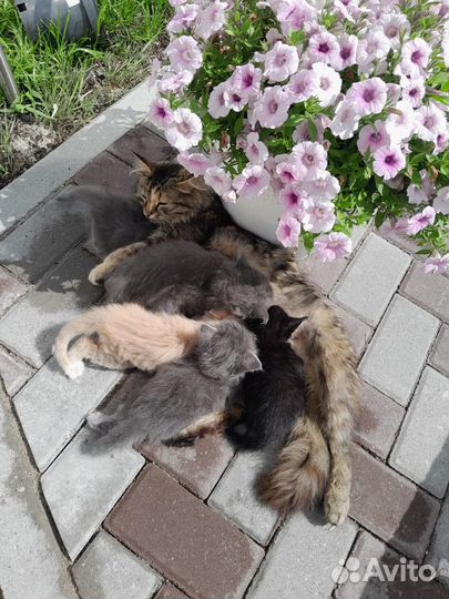 Черненький джентльмен ждёт тебя