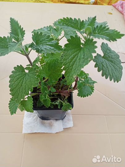 Клубника и Мелисса на рассаду