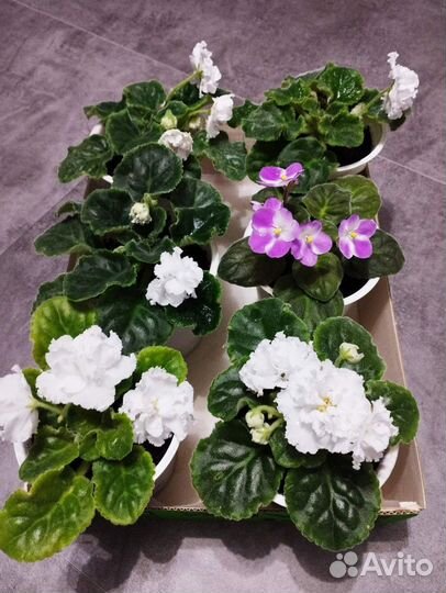 Продаю фиалки сортовые