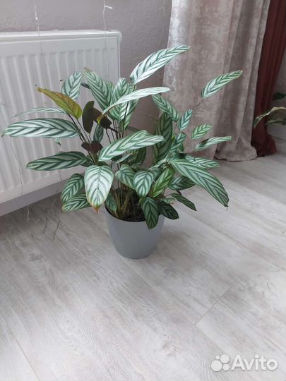 Кашпо Ктенанта