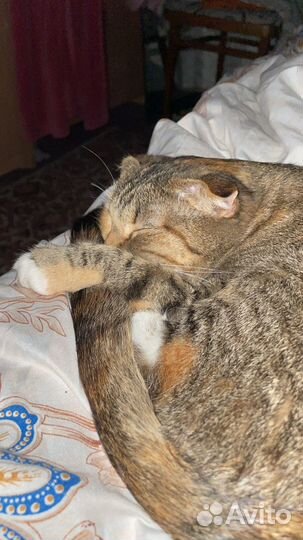 Отдам в добрые руки, нежная ласковая