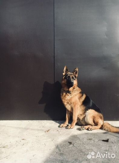 Немецкая овчарка вязка