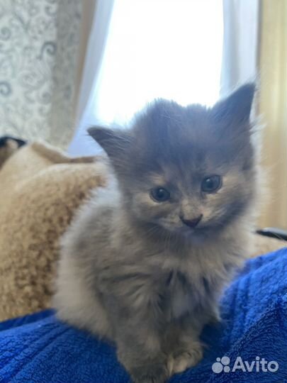 Котенок (девочка) в добрые руки