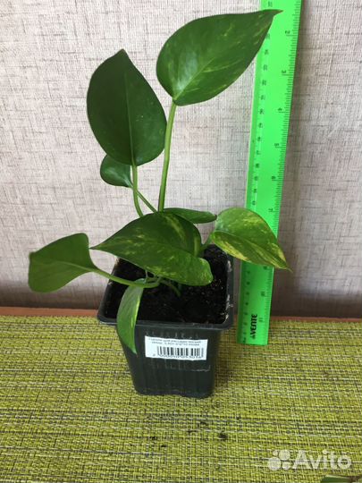 Сциндапсус золотистый