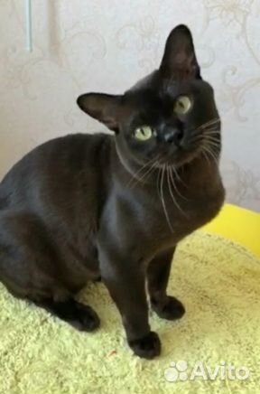 Бурманские котятки