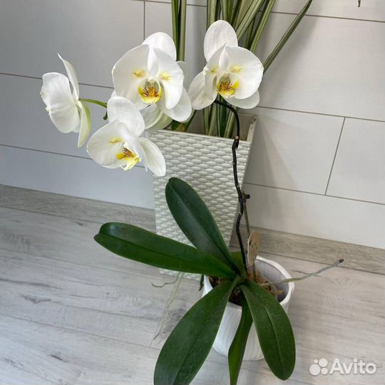 Орхидея фаленопсис