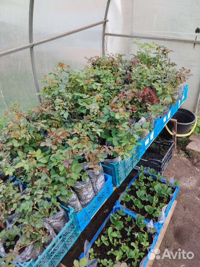 Розы петунии