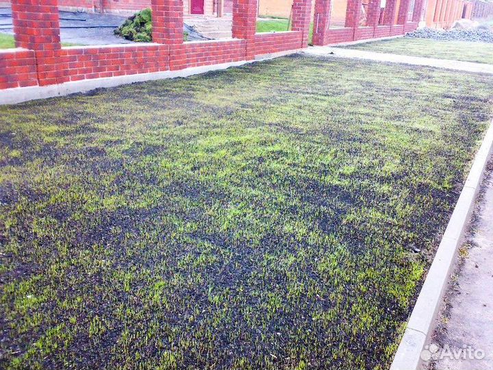 Газон посевной, озеленение