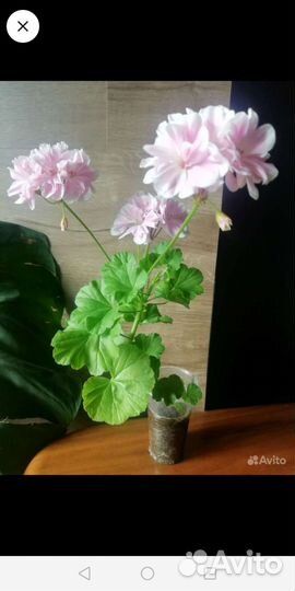 Пеларгония герань, Фуксия Маринка