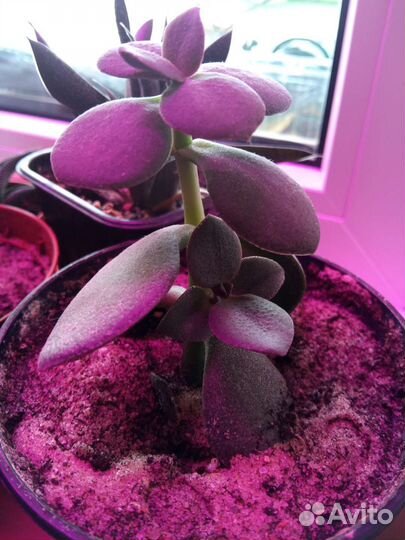 Суккуленты