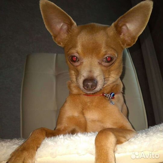 Той-терьер вязка