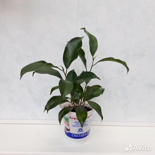 Фикус Микрокарпа Гинсенг