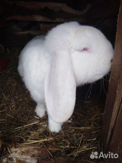 Кролики французский баран