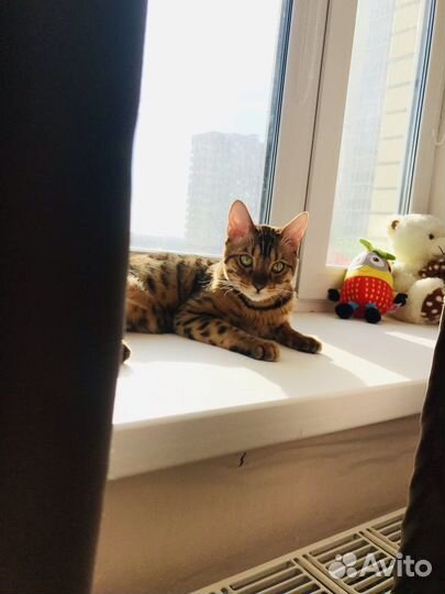 Бенгальские котята с документами