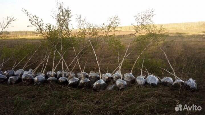 Саженцы от 1 года до крупномеров