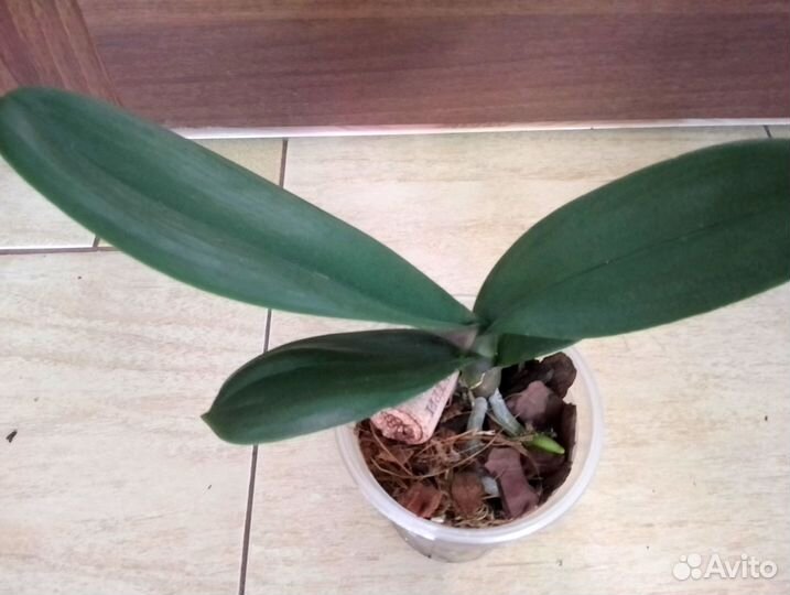 Орхидея фаленопсис 