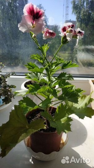 Королевская пеларгония