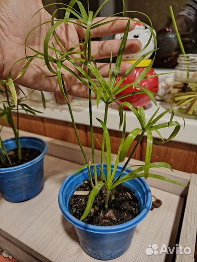 Циперус папирус