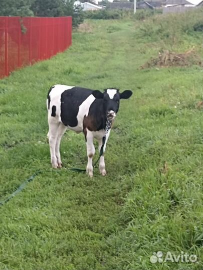 Телка 5 месяцев