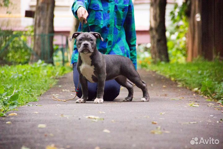 Американский булли стандарт/классик