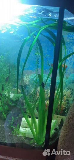 Аквариумные рыбки