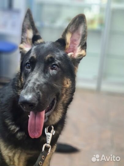 Подрощенные Девочки но