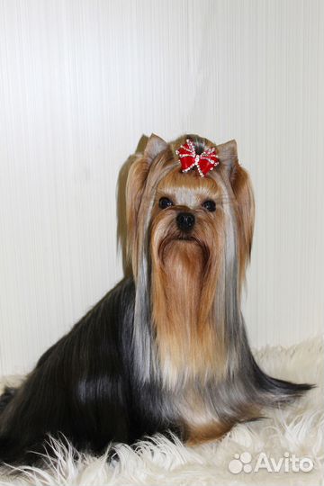 Йорк мальчик