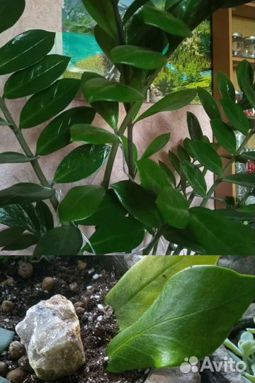 Суккуленты 6 видов (комнатные растения 2ч.)