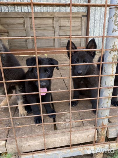Щенки черной немецкой овчарки